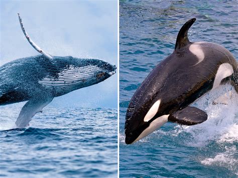 orca whale vs humpback whale